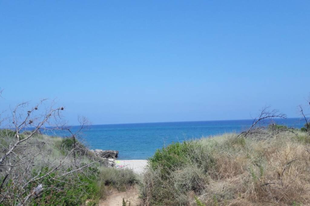 Appartement Les Pieds Dans L'Eau 300 M Plage - 2 Piscines Linguizzetta Dış mekan fotoğraf